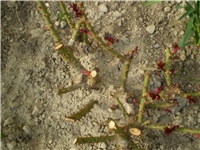 abf031f3-Picture 1481.jpg